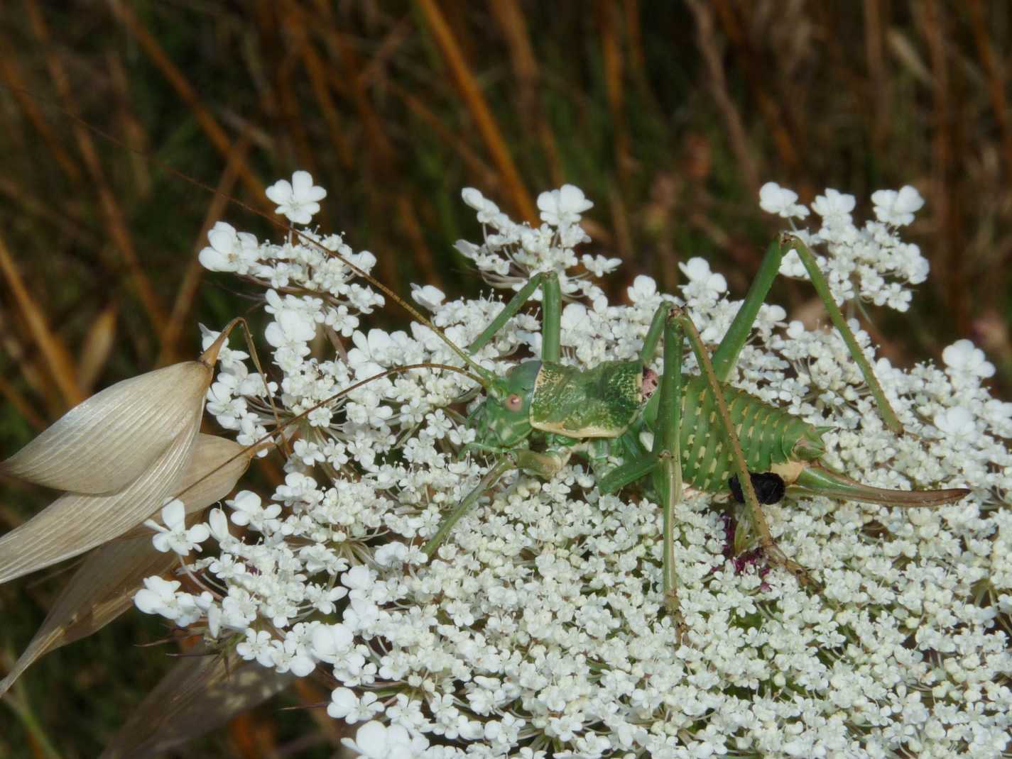 Uromenus di Tolfa: U. (Bolivarius) elegans